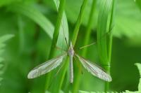 Tipula oleracea