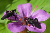 Empis pennipes