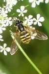 Chrysotoxum cautum