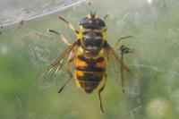Myathropa florea