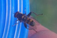 Chalcosyrphus nemorum