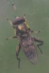Chalcosyrphus nemorum
