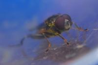 Chalcosyrphus nemorum