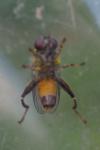 Chalcosyrphus nemorum