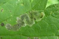 Agromyza anthracina