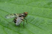 Otites porcus