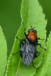 Clitellaria ephippium