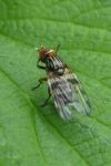Otites porcus