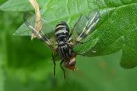 Otites porcus