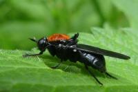 Clitellaria ephippium