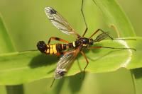 Ctenophora festiva