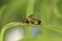 Ctenophora festiva