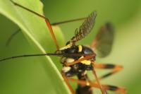 Ctenophora festiva