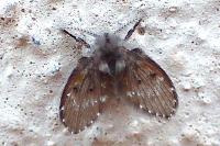 Clogmia albipunctata