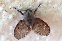 Clogmia albipunctata