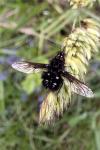 Bombylella atra