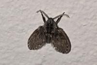 Clogmia albipunctata