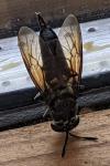 Hermetia illucens