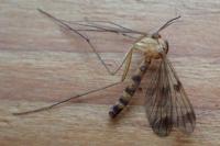 Leptomorphus walkeri