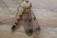 Leptomorphus walkeri
