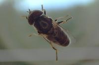 Eristalinus aeneus