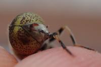 Eristalinus aeneus