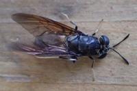 Hermetia illucens