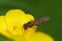Episyrphus balteatus