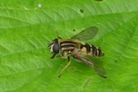Helophilus pendulus