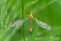 Tipula bezzii