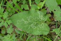 Phytomyza lappae