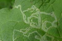 Phytomyza lappae