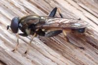 Xylota segnis