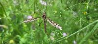 Tipula maxima