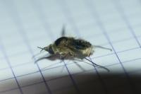 Bombylius venosus