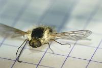 Bombylius venosus