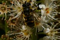 Myathropa florea