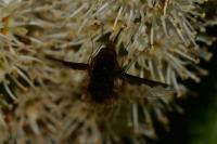Bombylius major