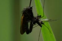 Empididae