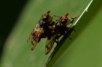 Myopa polystigma