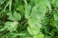 Phytomyza ranunculi