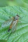 Rhagio tringarius