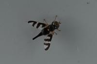 Urophora quadrifasciata