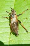Pamponerus germanicus