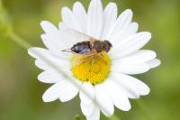 Eristalis pertinax
