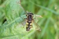 Helina trivittata