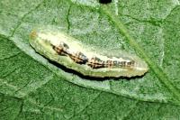 Episyrphus balteatus