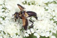 Trichopoda pictipennis