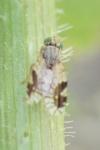 Tephritis separata
