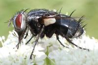 Pseudogonia parisiaca